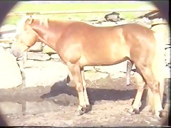 Brazilian Horse 5 Anal