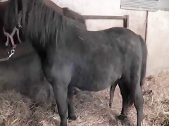Que pechá de rabo se va a pegar