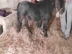 Dos Lesbianas manejando una gran tranca