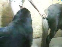 Amigas gozando de una tarde en el establo