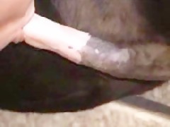 perro folandose a su dueño