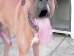 Se masturba acompañada de su perro