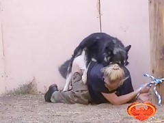 Metiendole el rabo del perro