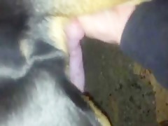 Soy la perra de mi perro