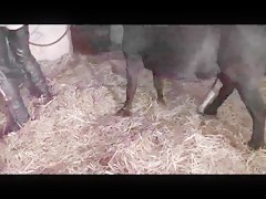 Perro Negro agradece el cariño de su dueña