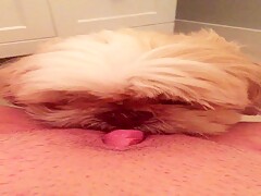 Bathroom lick